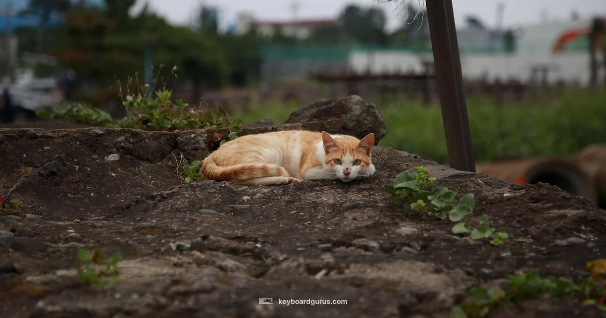 Cat Keyboard Curiosity - Keyboard Gurus