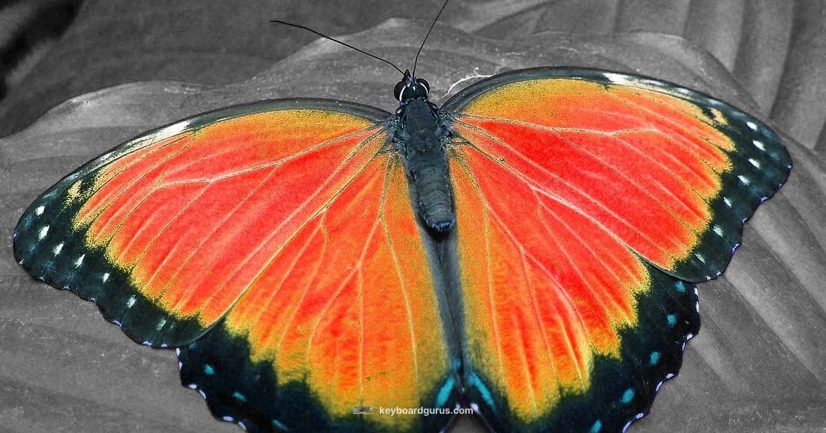 Butterfly vs Normal Keys - Keyboard Gurus