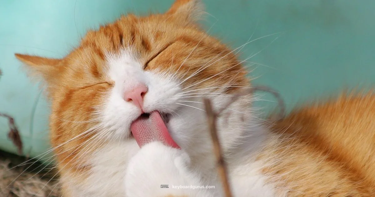 Keyboard Cat Status Keyboard Cat Status - Keyboard Gurus