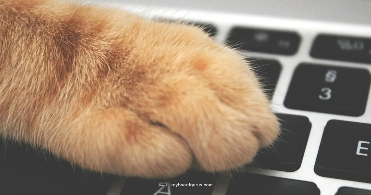 Keyboard Cat Origins Keyboard Cat Origins - Keyboard Gurus