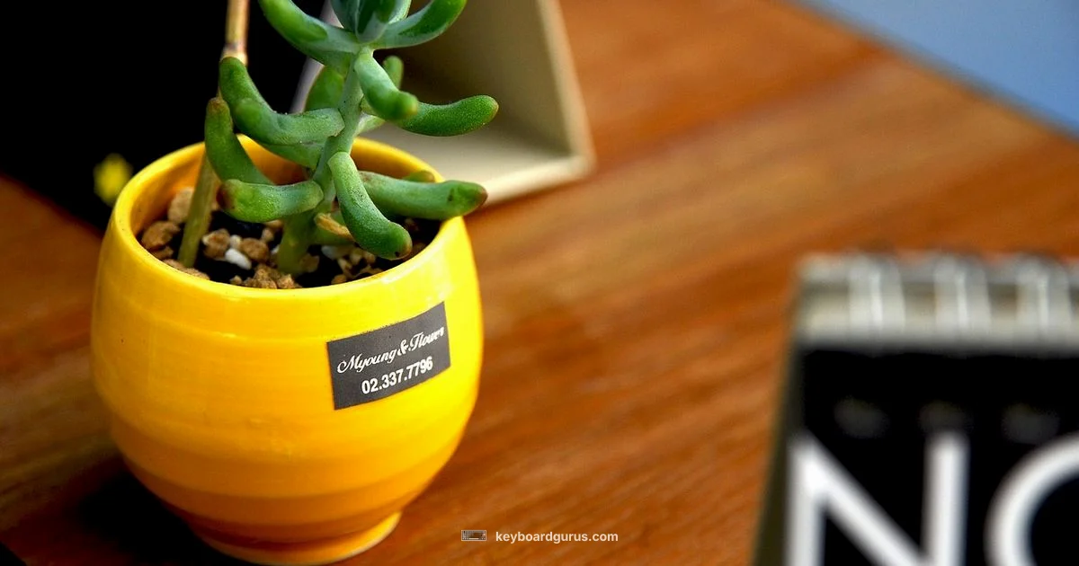 Compact 60% Mastery - Keyboard Gurus