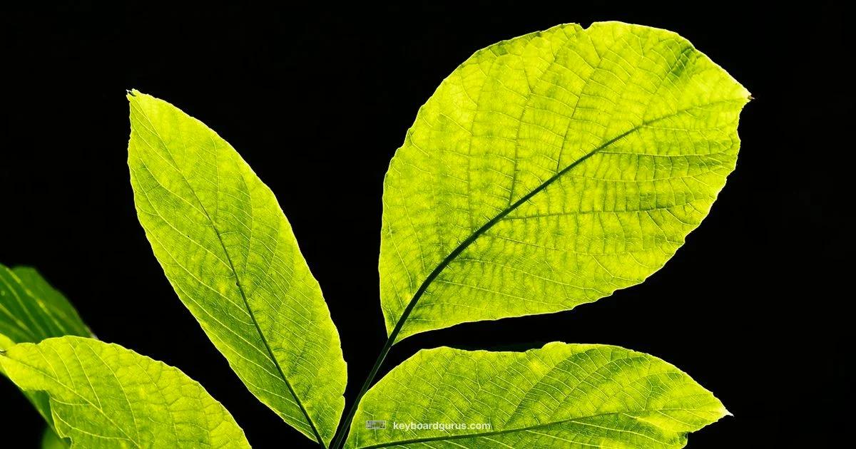 Backlit Keyboard Guide - Keyboard Gurus