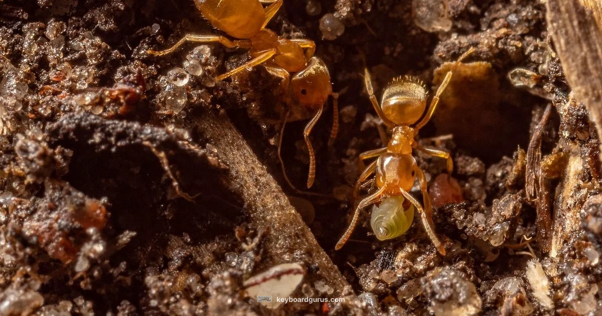 Keyboard Materials Guide - Keyboard Gurus