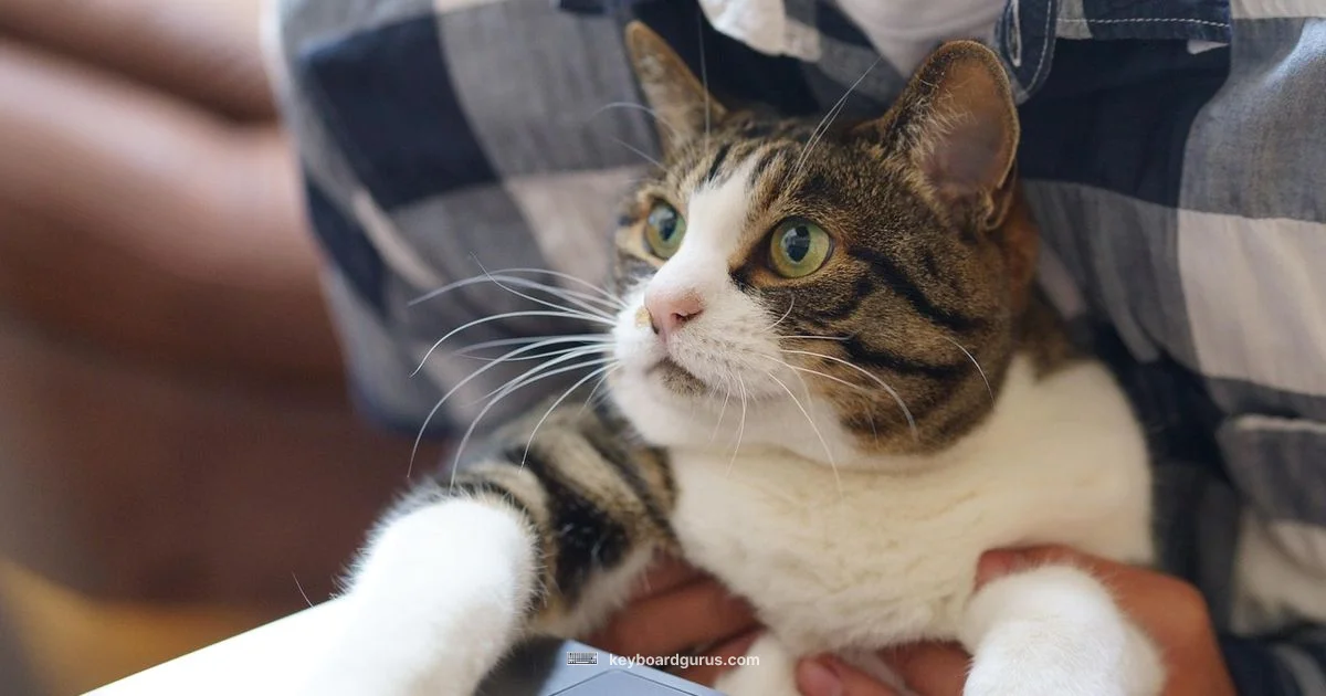 Keyboard Cat Insights - Keyboard Gurus