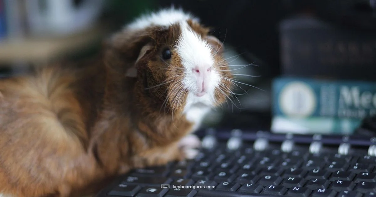 Cute Keyboard Guide Cute Keyboard Guide - Keyboard Gurus